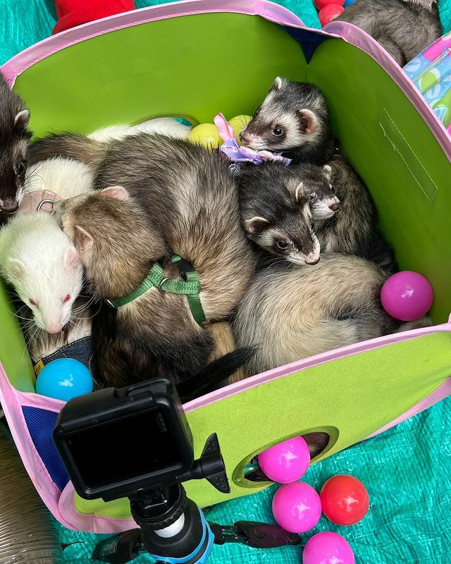 フェレット用サークル　マーシャル　スモールアニマル・プレイペン　8面　ペット用 小動物用 ケージ Marshal Pet マーシャルペット フェレットケージ