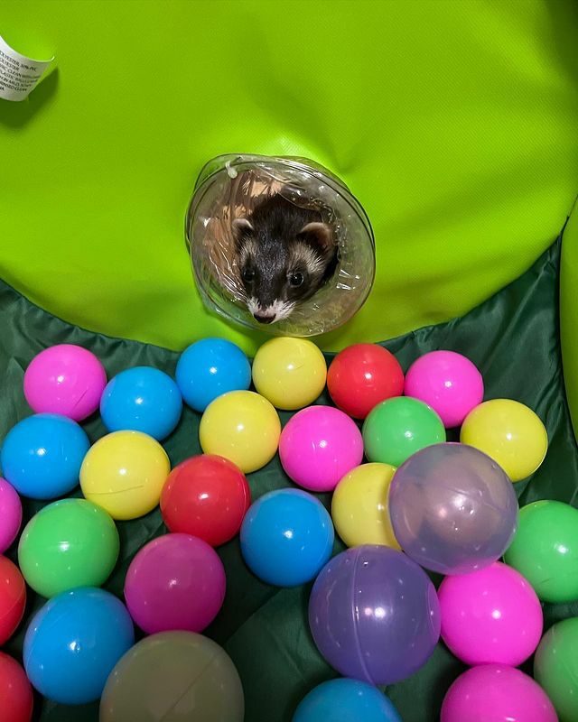 小動物用 おもちゃ MarshalPet マーシャルペット フェレットプレイ