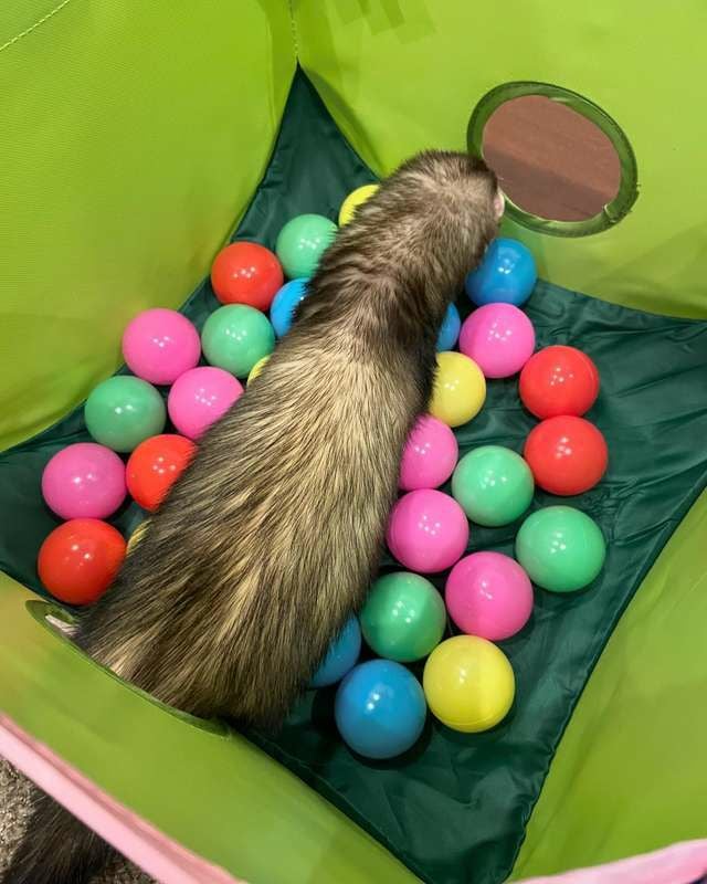 小動物用 おもちゃ MarshalPet マーシャルペット フェレットプレイ