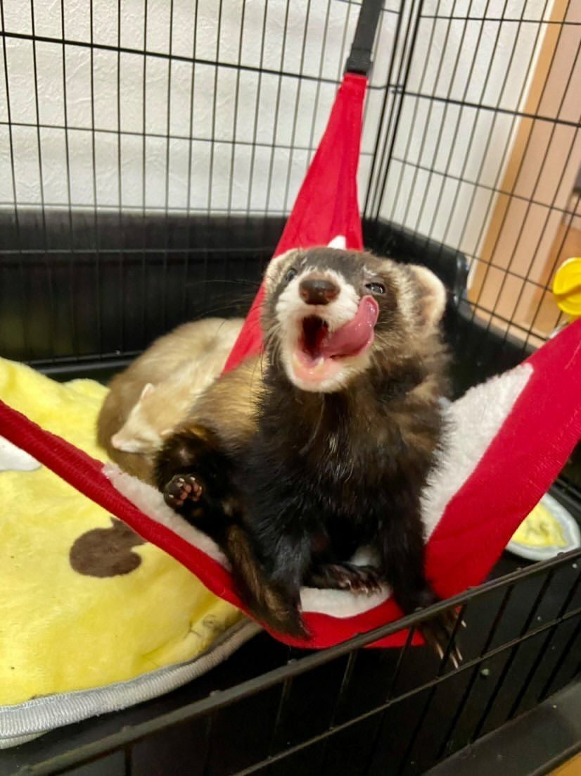 小動物用 プール MarshallPet マーシャルペット マーシャルフェレット