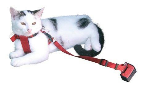 猫用 KERBL ケアブル 猫ちゃん超小型犬用シートベルト セーフティー