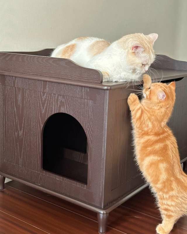 猫用 トイレ デザイナーペットプロダクツ キャットリッターボックス