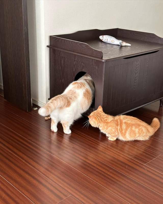 猫用 トイレ デザイナーペットプロダクツ キャットリッターボックス