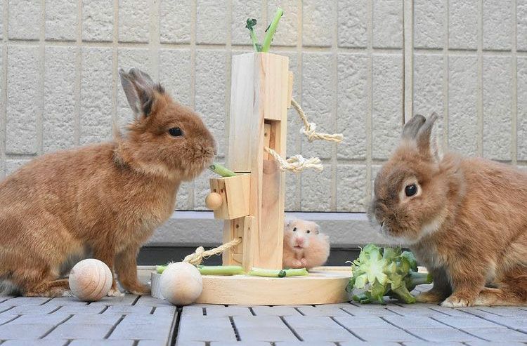 小動物 おもちゃ 遊び道具｜犬用 知育玩具 小動物用 おもちゃ KERBL