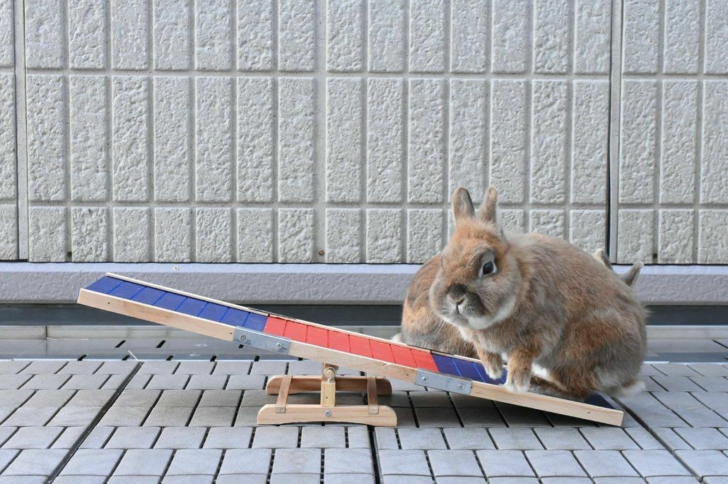 うさぎ用 おもちゃ｜小動物用 アジリティ KERBL ケアブル ラビット