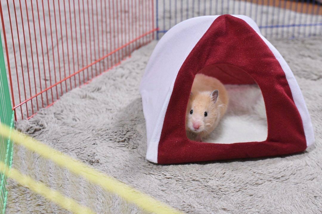 小動物用 ハウス KERBL ケアブル ハムスターテント ティピ｜KERBL通販