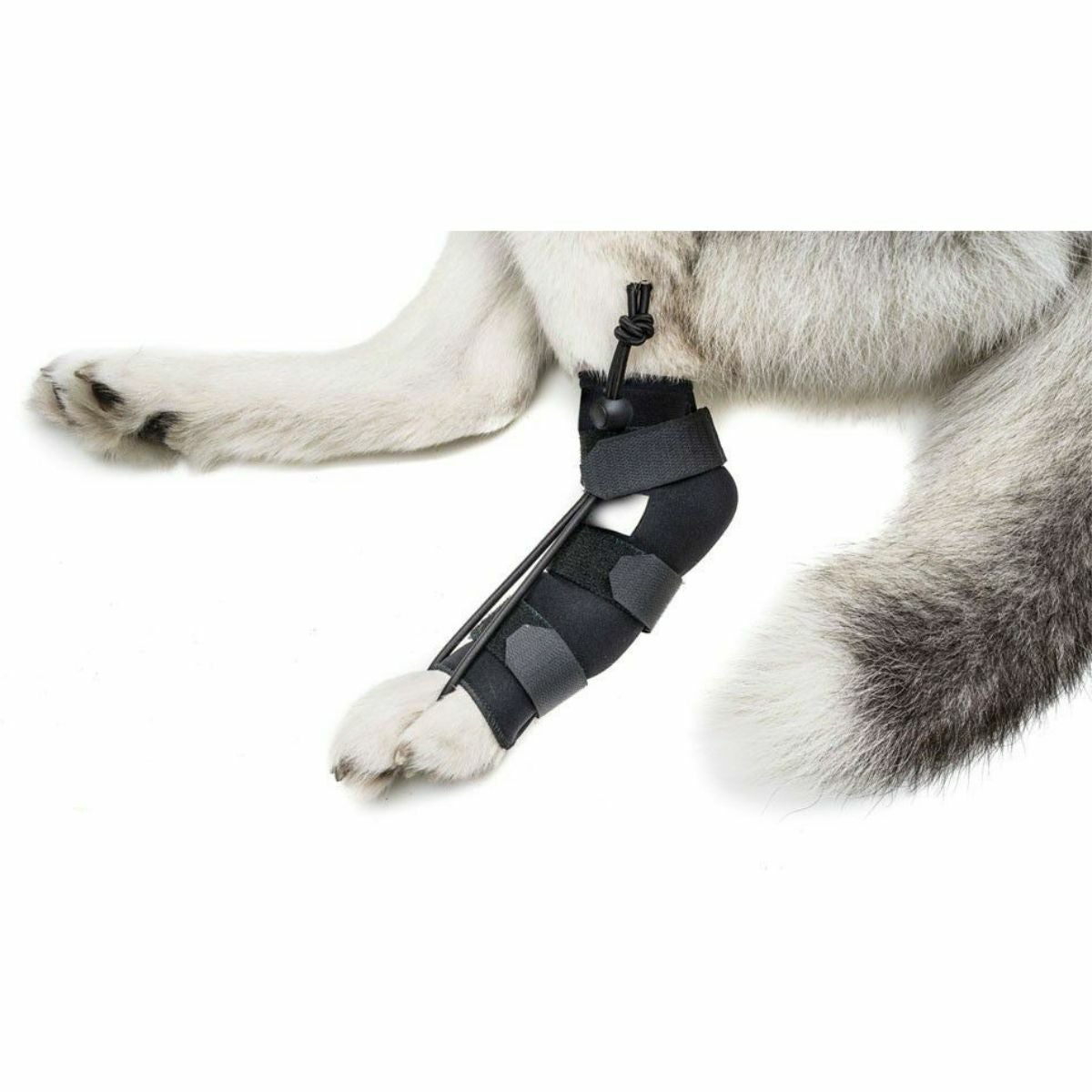 Walkin' Wheels 犬用車椅子・歩行サポート用品