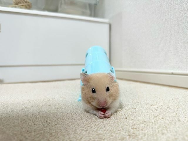 ハムスター おもちゃ 遊び道具｜小動物用品のおもちゃ ベルギー