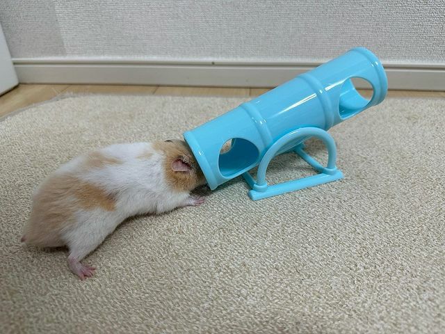 ハムスター おもちゃ 遊び道具｜小動物用品のおもちゃ ベルギー