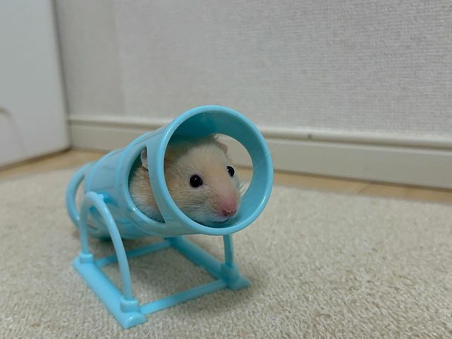 ハムスター おもちゃ 遊び道具｜小動物用品のおもちゃ ベルギー