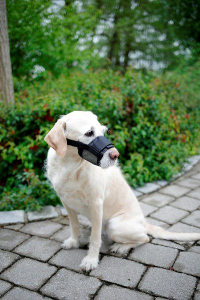 犬用 しつけグッズ PETSAFE 無駄吠え防止グッズ 小型犬用バーク