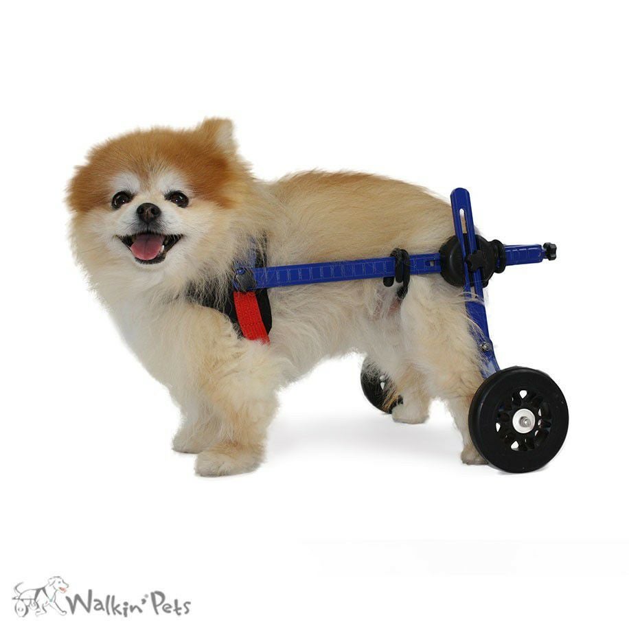 犬用車椅子 Walkin Wheels ミニB1 ブルー 5cmホイール 小型犬用 ドッグ