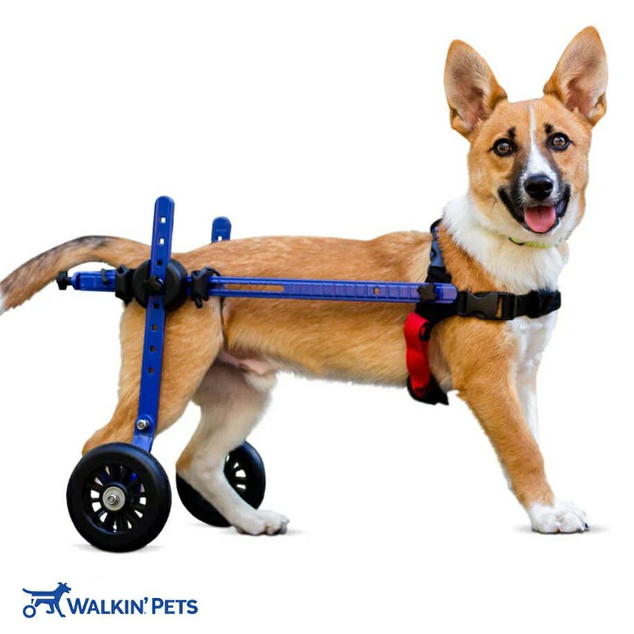 犬用車椅子 Walkin Wheels ミニB1 ブルー 5cmホイール 小型犬用 ドッグ