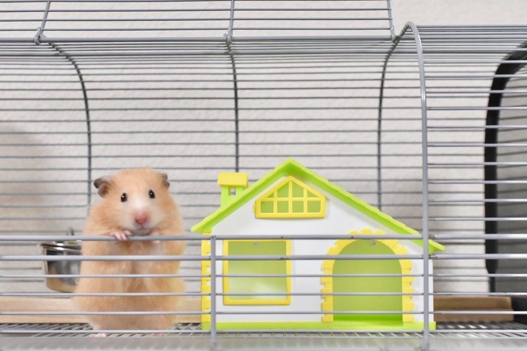 小動物用 ハウス イタリアFOP ハムスターハウス マルガ ハムスターの家