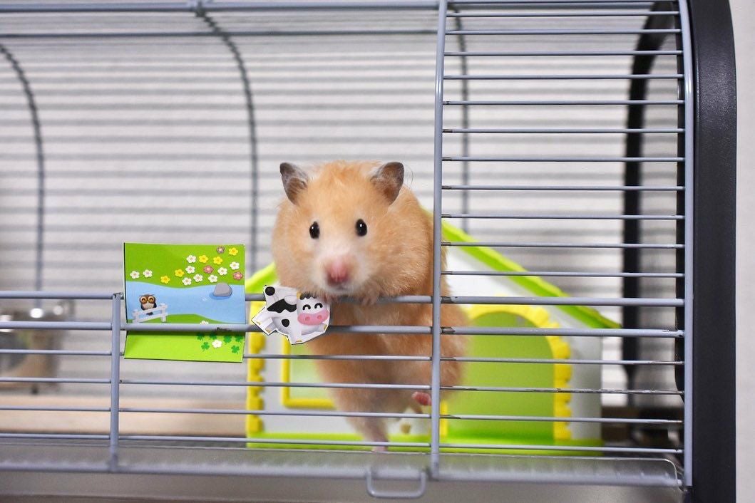 小動物用 ハウス イタリアFOP ハムスターハウス マルガ ハムスターの家