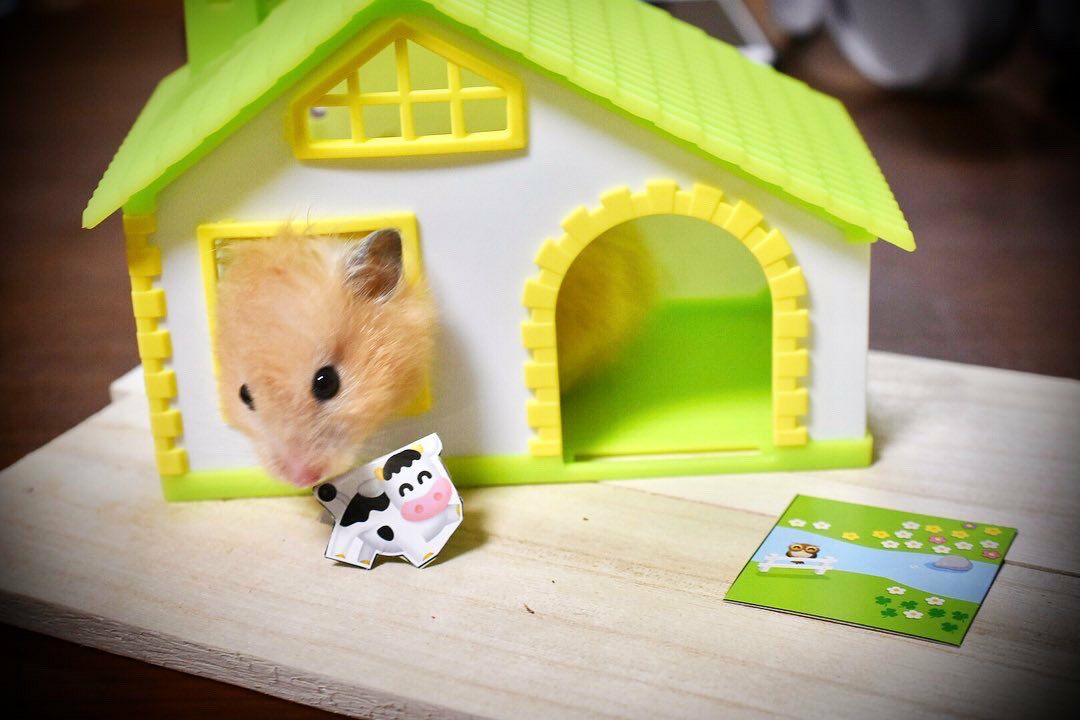 小動物用 ハウス イタリアFOP ハムスターハウス マルガ ハムスターの家