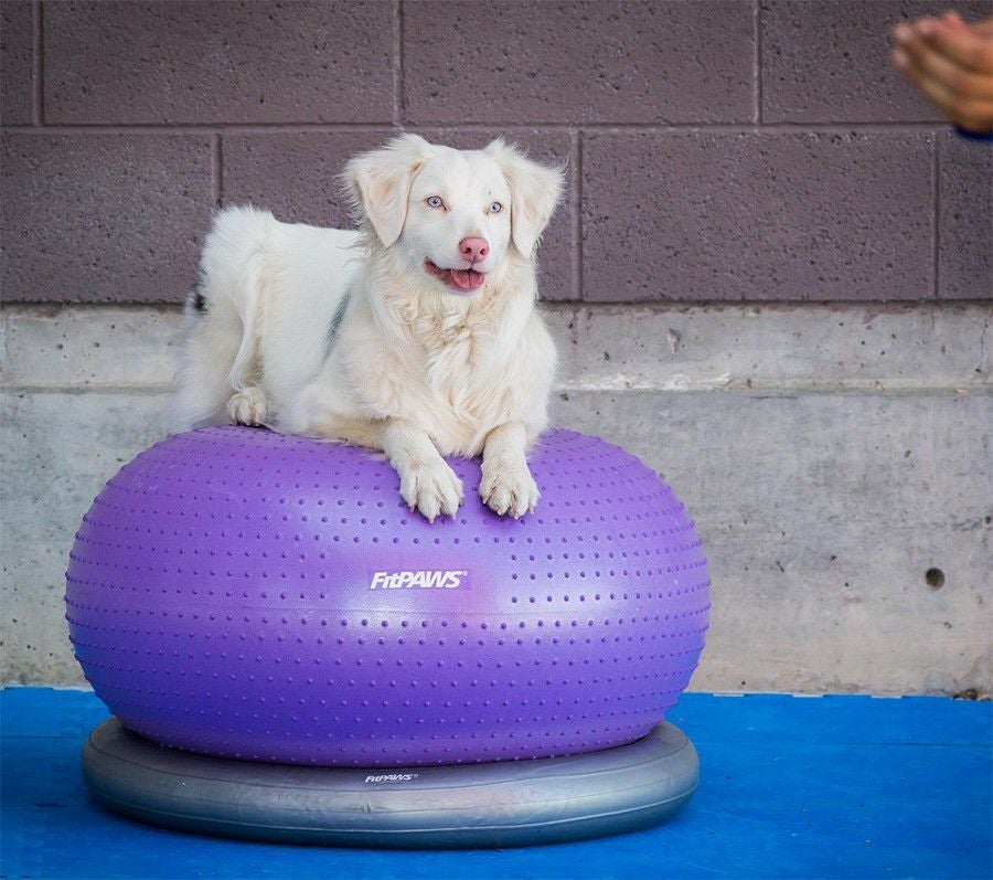 FitPAWS® ドーナッツ型フィットネスボール｜犬専用バランスボール