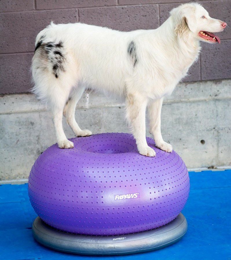 FitPAWS® ドーナッツ型フィットネスボール｜犬専用バランスボール