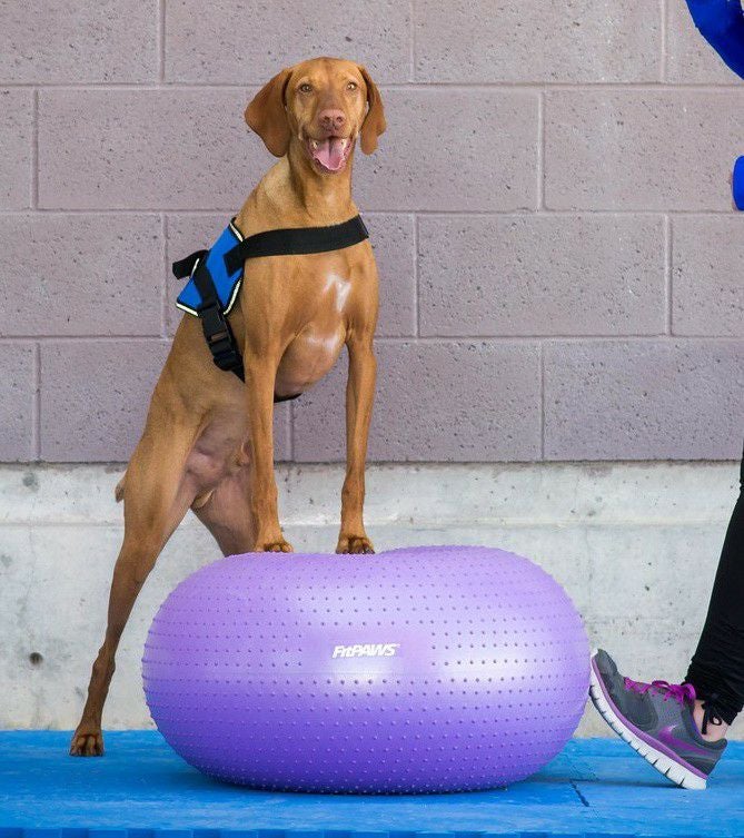 FitPAWS ドーナッツキット