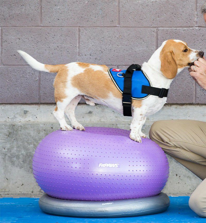 犬用 アジリティグッズ FitPAWS TRAX ドーナッツキット パープル 犬