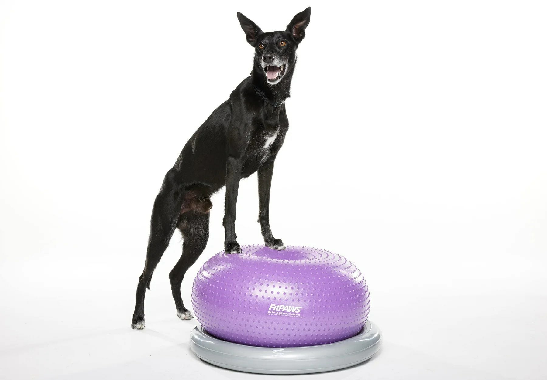 犬用 アジリティグッズ FitPAWS TRAX ドーナッツキット パープル 犬