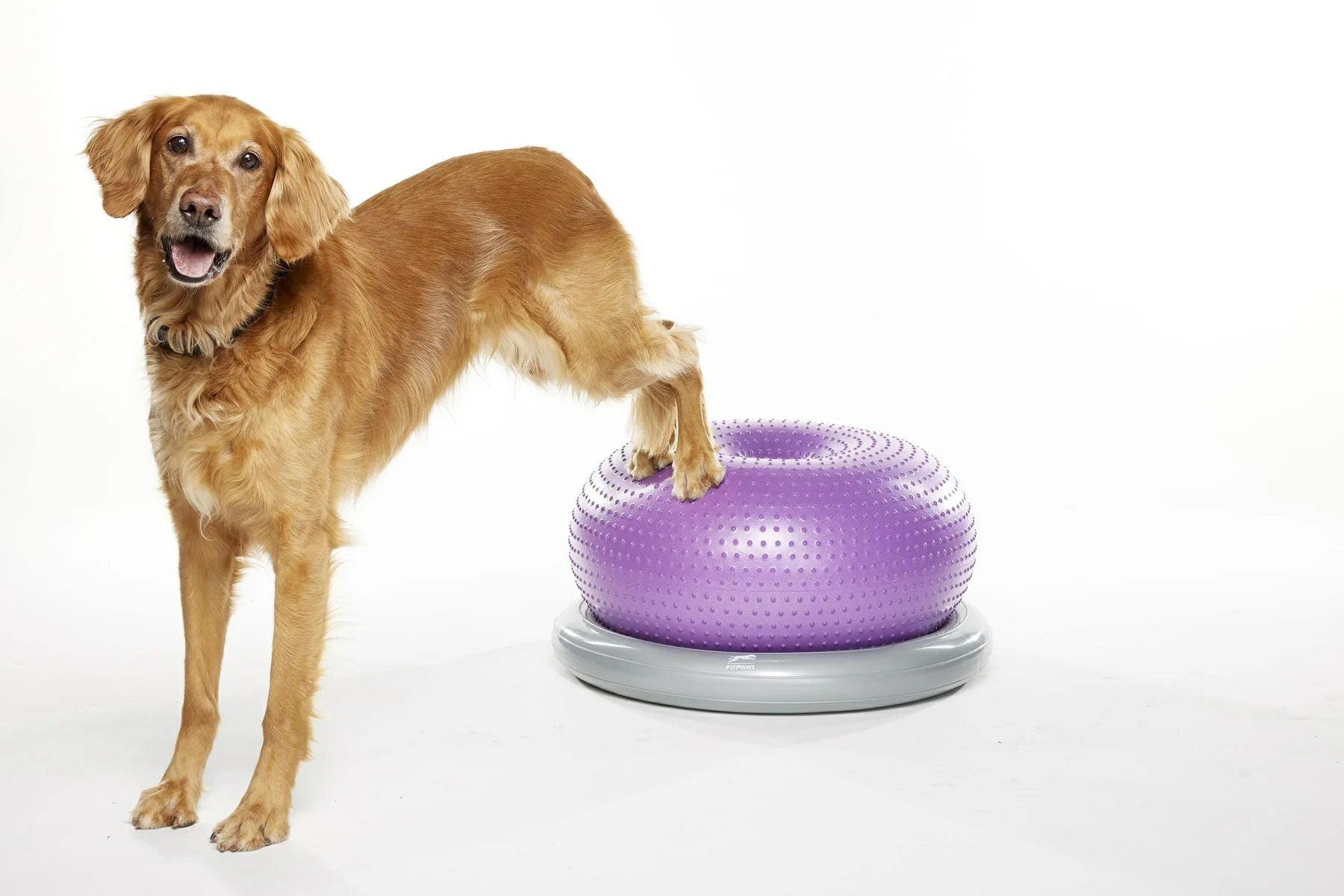 FitPAWS® ドーナッツ型フィットネスボール｜犬専用バランスボール