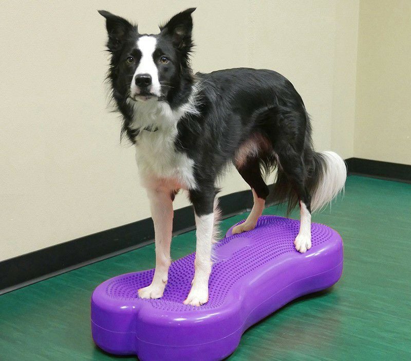 犬用 体幹トレーニング｜FitPAWS CanineGym K9FITbone ジャイアント Tur