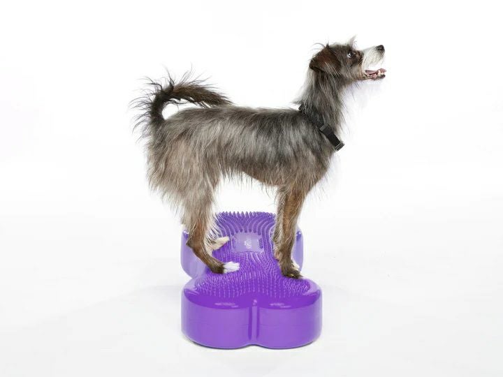 犬用 体幹トレーニング｜FitPAWS CanineGym K9FITbone Purple
