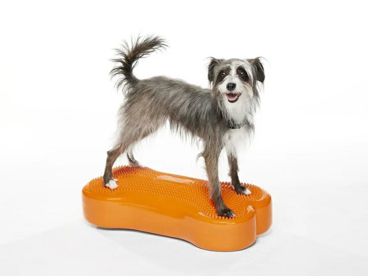 K9 FITbone CanineGym® 犬用 バランスボール　トレーニング 日本総輸入元】FitPAWS K9フィットボーン｜単品 犬用バランスボール