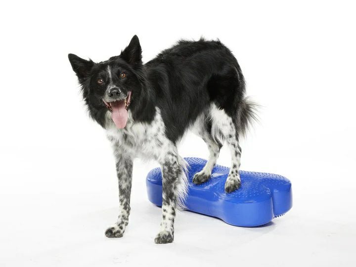 日本総輸入元】FitPAWS K9フィットボーン｜単品 犬用バランスボール
