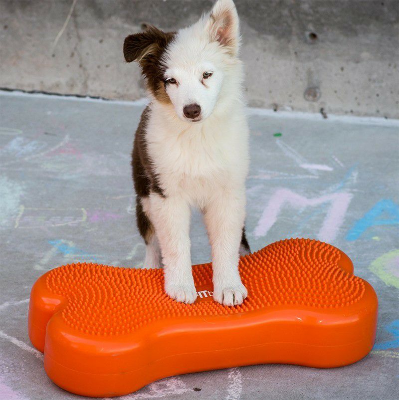 犬用 体幹トレーニング|FitPAWS CanineGym K9FITbone Sky Blue 犬用 体幹トレーニング|FitPAWS CanineGym K9FITbone Sky Blue