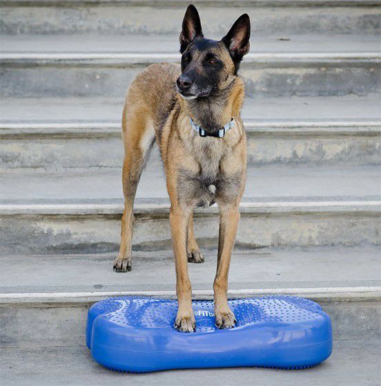 FitPAWS K9フィットボーン レギュラー