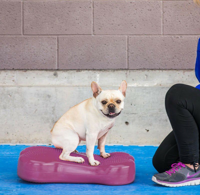 犬用 体幹トレーニング｜FitPAWS CanineGym K9FITbone Sky Blue