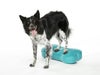 犬用 アジリティグッズ FitPAWS  ドッグバランスフィットネス CanineGym K9FITbone Aqua