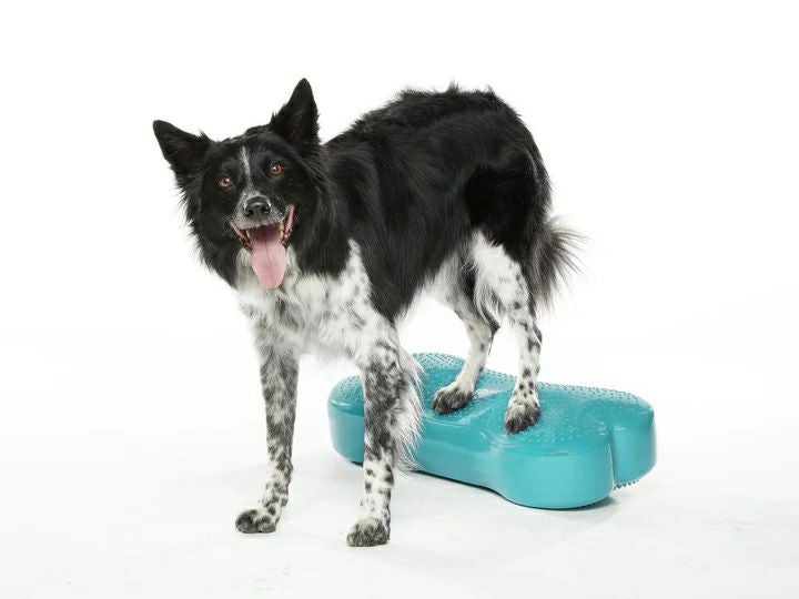 犬用 アジリティグッズ FitPAWS  ドッグバランスフィットネス CanineGym K9FITbone Aqua