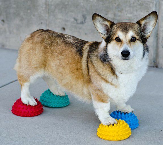 FitPAWS PAW PODS パウポッド