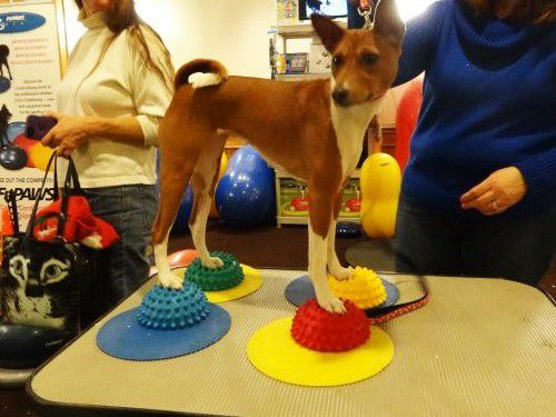 バランスボール　犬　FitPAWS　USA　PawPods パウポッド　アメリカ FitPaws Paw Pods (Set of 4)