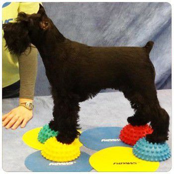 犬 体幹トレーニング FITPAWS｜犬用 バランストレーニング FitPAWS Paw