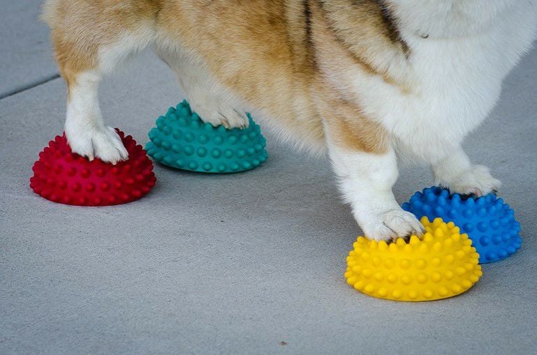 犬用 バランストレーニング｜FitPAWS Paw Pods パウポッド