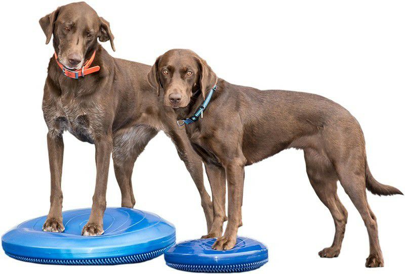 日本総輸入元】FitPAWS® ドッグバランスディスク｜犬用バランス
