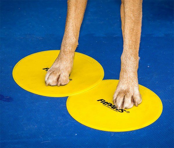 犬用 トレーニングターゲット｜FitPAWS ターゲット アソート4個セット