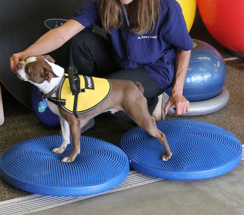 日本総輸入元】FitPAWS® ドッグバランスディスク｜犬用バランス