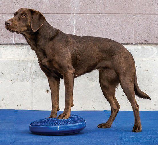 日本総輸入元】FitPAWS® ドッグバランスディスク｜犬用バランス