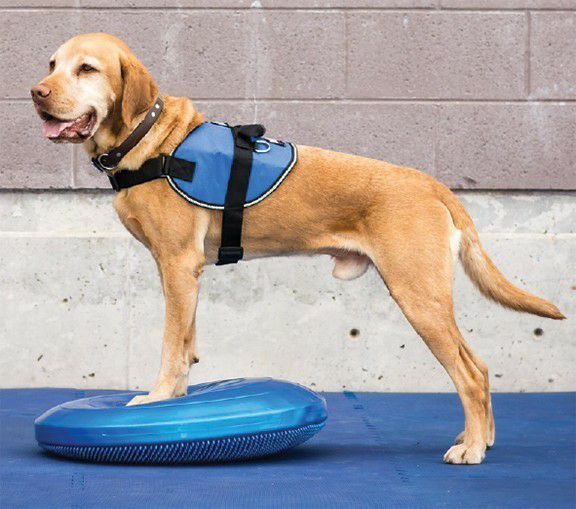 日本総輸入元】FitPAWS® ドッグバランスディスク｜犬用バランス