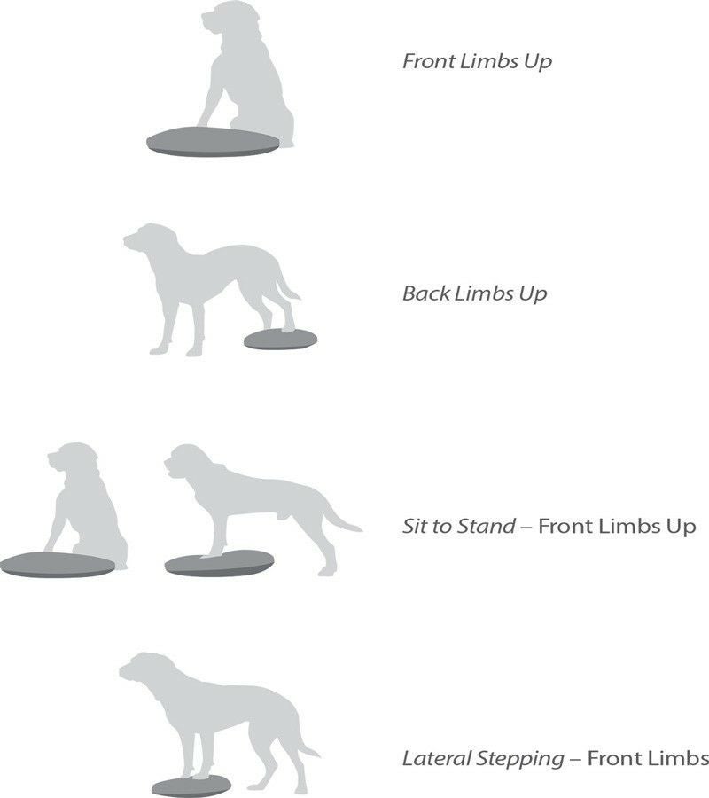 ★3個セット（1個未開封）★犬用アジリティグッズ FitPAWSバランスディスク 犬用 アジリティグッズ FitPAWS バランスディスク 35.5cm ラズベリー