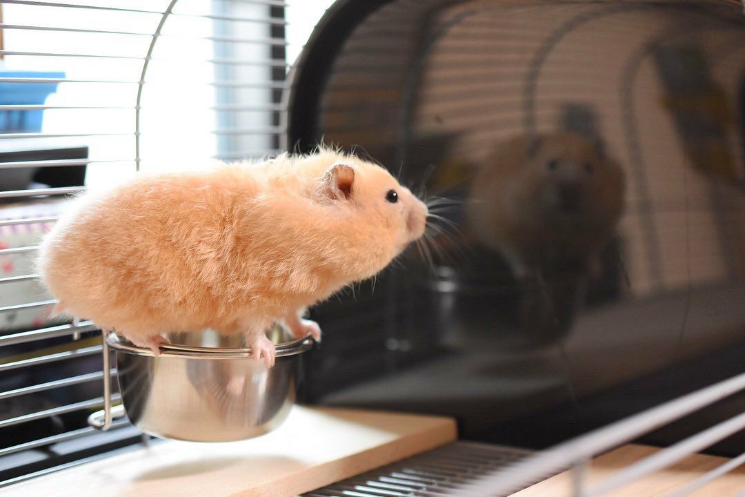 ハムスター ケージ 小動物ケージ｜小動物用 ケージ ベルギーSAVIC