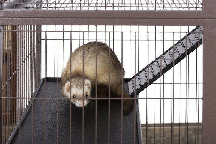 小動物用 ケージ プレビューペット PrevuePet ディライトフェレット