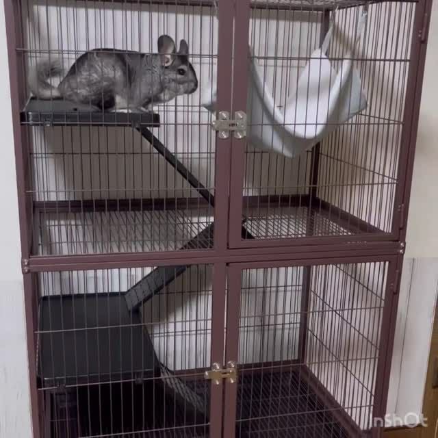 小動物用 ケージ プレビューペット PrevuePet ディライトフェレット
