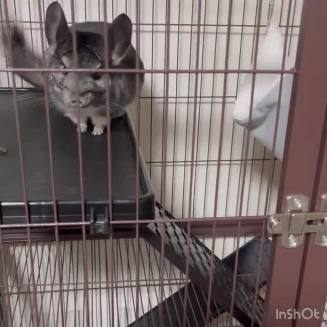小動物用 ケージ プレビューペット PrevuePet ディライトフェレット