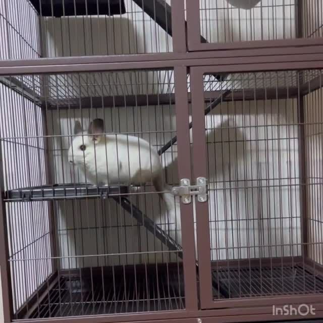Precision プレシジョン　 ペットケージ　 Precision Pet Products 1-Door Wire Dog Crate With Removable Pan